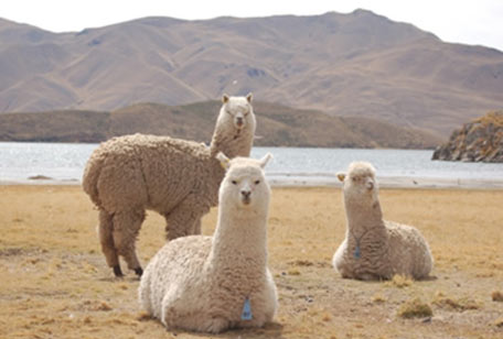 llamas